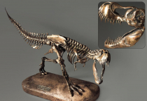Модель скелета динозавра Tyrannosaurus - «globural.ru» - Воронеж