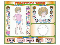 Стенд маркерный "Познаю себя" (тело, голова, органы чувств) - «globural.ru» - Воронеж