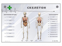 Электрифицированный стенд-тренажер "Скелетон" - «globural.ru» - Воронеж