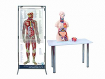 Интерактивный учебный комплекс "Анатомический атлас 3D" - «globural.ru» - Воронеж