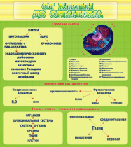 Стенд "От клетки до организма" - «globural.ru» - Воронеж