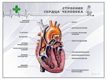 Стенд "Строение сердца человека" - «globural.ru» - Воронеж