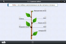 Интерактивные курсы. Биология 6 класс. Расширенный - «globural.ru» - Воронеж