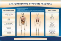 Электрифицированный стенд-тренажер c макетом скелета "Анатомическое строение человека" - «globural.ru» - Воронеж