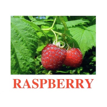 "Berries-1" ("Ягоды-1") английские карточки Домана - «globural.ru» - Воронеж