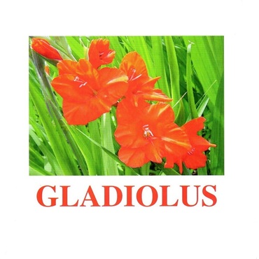 "Flowers-1" ("Цветы-1") английские карточки Домана - «globural.ru» - Воронеж