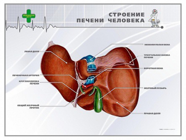 Стенд "Строение печени человека" - «globural.ru» - Воронеж