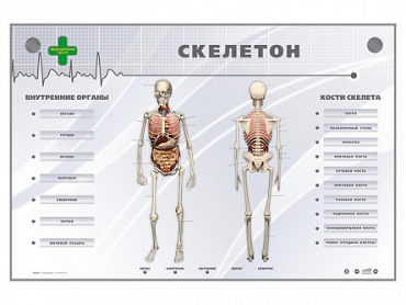 Электрифицированный стенд-тренажер "Скелетон" - «globural.ru» - Воронеж