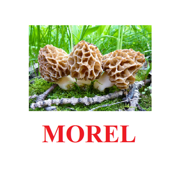 "Mushrooms" ("Грибы") английские карточки Домана - «globural.ru» - Воронеж