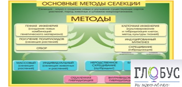 Стенд "Методы селекции и биотехнологии" - «globural.ru» - Воронеж