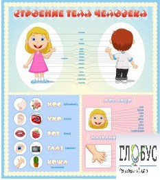 Стенд "Строение человека" для детей - «globural.ru» - Воронеж