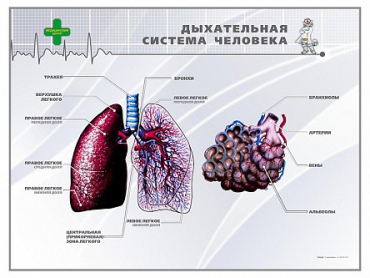Стенд "Дыхательная система человека" - «globural.ru» - Воронеж