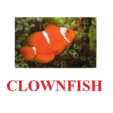"Fish" ("Рыбы") английские карточки Домана - «globural.ru» - Воронеж