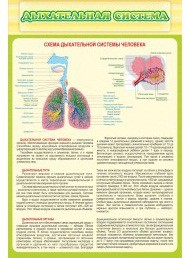 Стенд "Дыхательная система" - «globural.ru» - Воронеж